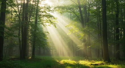 Obraz premium morning in the forest