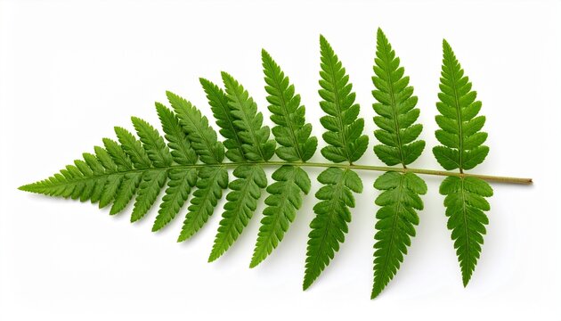 Single green fern leaf with feathery symmetry on a white background