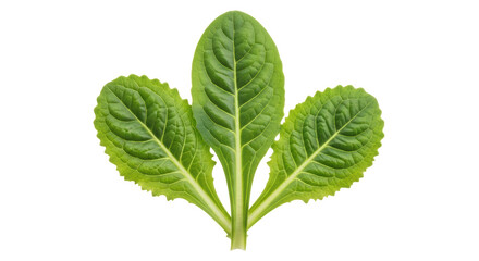 Isolated Green Leaves