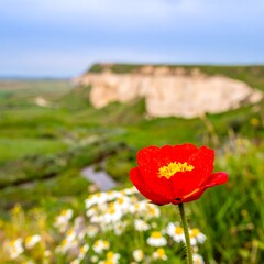 Vibrant Red Poppy Blooms in a Lush Green Meadow with Distant Cliffs.