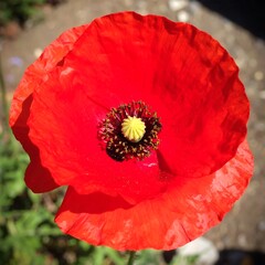 Vibrant Red Poppy Flower with Detailed Center in Sunlight.