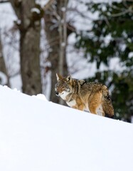 Obraz premium Coyote in snowy landscape (1)