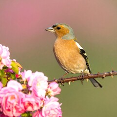 Fototapeta premium Bird on Blossoms in Garden