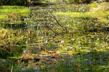Magnificent flowering water lillies at a waterhole, Western Australia. 
