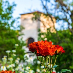 Vibrant Red Roses Bloom in a Lush Garden with a Historic Tower in the Background.