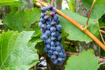 A bunch of blue grapes with vines and leaves. Fresh natural grapes
