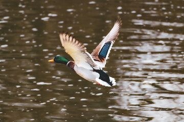 S1tockente im Abflug 