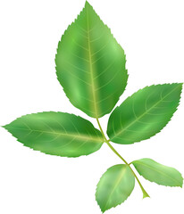 Fototapeta premium green leaf isolated on white