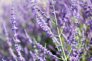Sprig of Lavender. Field of lavender. Lavender flower in summer. France Provence field. Purple lavender bloom in nature. Composition of nature. Summer blooming flower. Blooming flower field