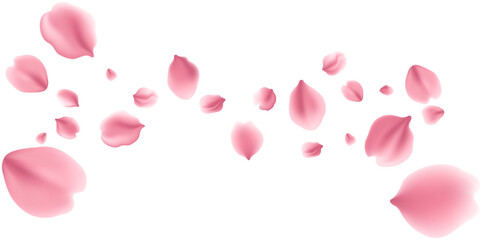 pink rose petals on white