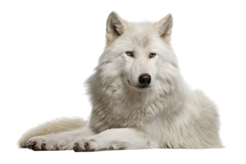White Arctic Wolf Portrait on Transparent Background