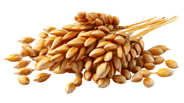 Golden barley stalks tied together with seeds scattered, cut out transparent