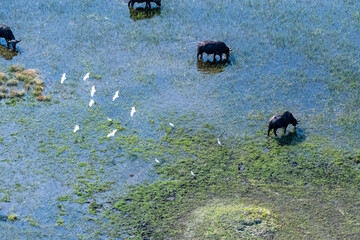 Arial telephoto shot of an African Buffalo -Syncerus caffer- grazing in the Okavango Delta...