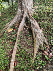 Obraz premium Exposed tree roots stretching across a grassy slope, showcasing natural textures of bark and soil, symbolizing strength, stability, and resilience within the lush outdoor environment of a forest lands