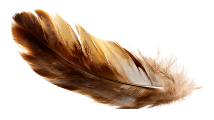 Close-up of a brown and gold bird feather with fine detail, cut out transparent