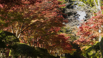 高野山（紅葉,自然,4K）