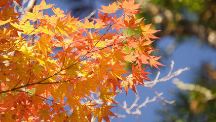 高野山（紅葉,自然,4K）