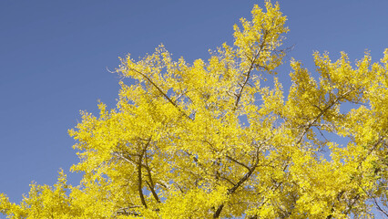 高野山（紅葉,自然,4K）