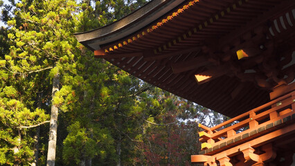 高野山（紅葉,自然,4K）