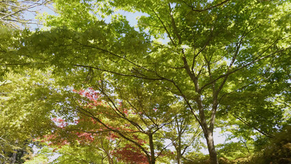 高野山（紅葉,自然,4K）