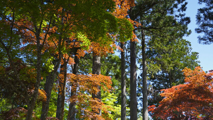 高野山（紅葉,自然,4K）