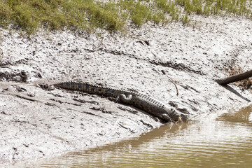 A Saltwater crocodile re-enters the water. Western Australia.