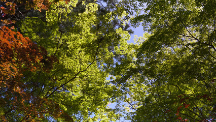 高野山（紅葉,自然,4K）