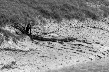 A Saltwater crocodile on the bank of a river getting ready to re-enter the water. Western Australia.