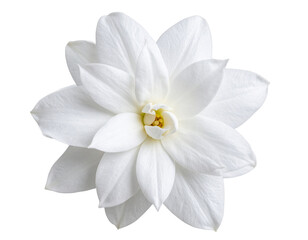 Fototapeta premium Close-Up of White Stephanotis Flower, Isolated.