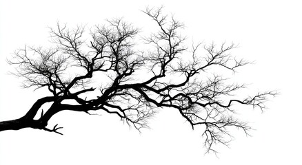 Fototapeta premium Silhouetted bare tree branches