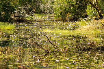 Magnificent flowering water lillies at a waterhole, Western Australia. 