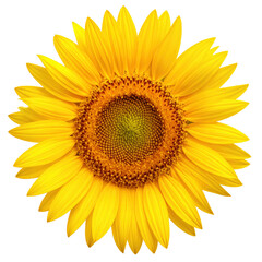Obraz premium yellow sunflower flower, design or wedding presentation, isolated on a transparent background. PNG cutout or clipping path. 