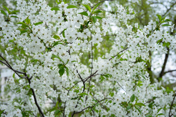 Blooming cherry blossom branches under a clear spring sky