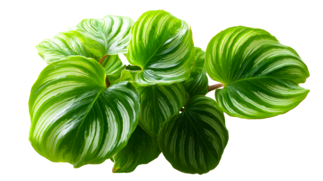 Green foliage with light stripes on transparent background, cut out transparent