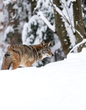Coywolf in snowy forest