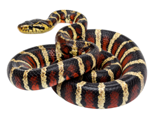 A realistic striped snake with vibrant contrasting stripes, coiled in a relaxed posit 431578