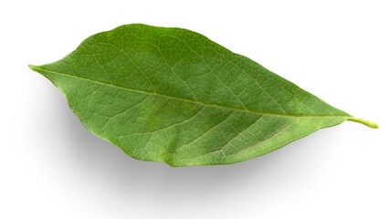 Obraz premium Leaf vector