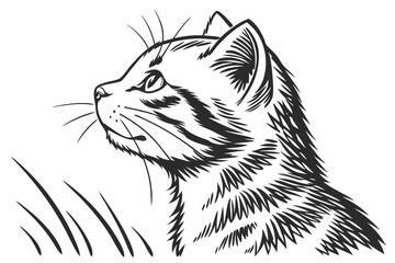 American Shorthair Cat Etching Style Sketch