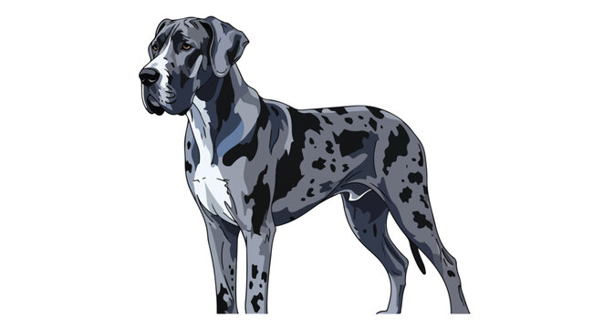 A Majestic Great Dane Standing Tall, showcasing its distinctive merle coat pattern in a vector illustration