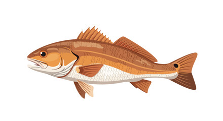 Detailed illustration of a red drum fish, showcasing its distinctive features and natural coloration, perfect for educational materials and fishing