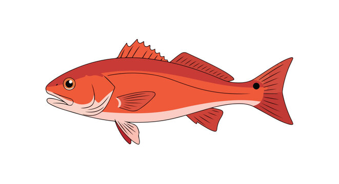 Vibrant depiction of a solitary redfish, illustrated with precision on a stark white backdrop suitable for many uses