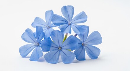 Fototapeta premium Delicate sky blue plumbago flowers bloom together in a beautiful cluster against a white background