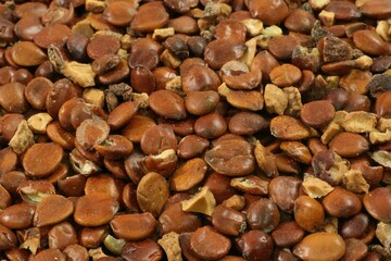 Ziziphus jujuba var. spinosa (Sanjaoin), a traditional seed medicine for insomnia, anxiety, memory...