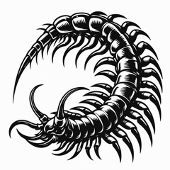 scary centipede illustration