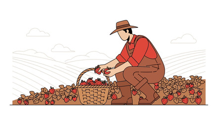 Strawberries Harvest: An Illustration Of Agricultural Endeavor And Farm Life, Fresh From Fields