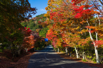 Naklejka premium 日本の風景・秋 香川県小豆島 紅葉の寒霞渓
