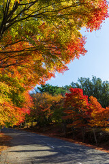 日本の風景・秋　香川県小豆島　紅葉の寒霞渓