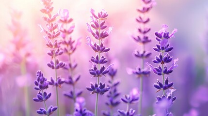 Fototapeta premium Lavender bloom closeup
