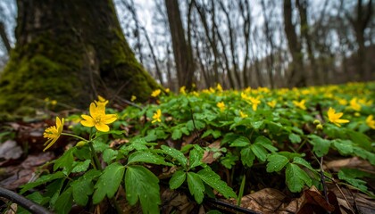 Obraz premium Low-angle view of yellow wildflowers blooming on a forest floor