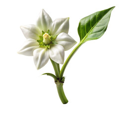 Fototapeta premium A vibrant red bell pepper with green leaves and a small white flower, isolated on a transparent background